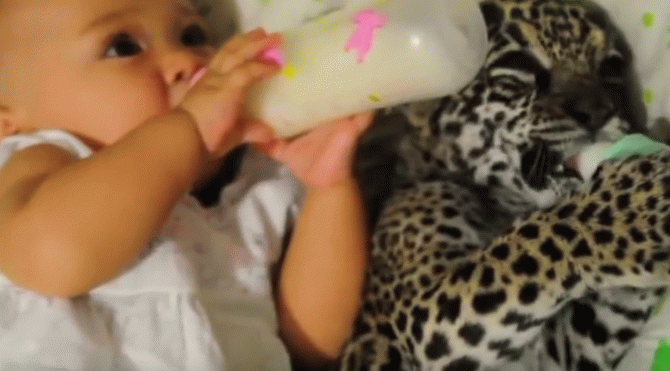 Сеть «взорвало» видео, на котором 8-месячная малышка обедает с леопардом