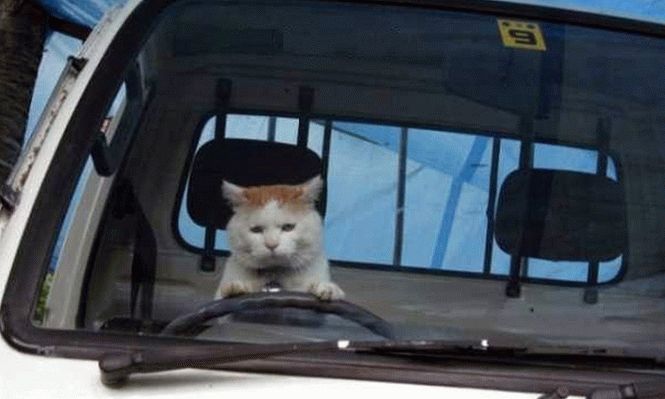 В сети смеются над грустным котом за рулем в России. Фото