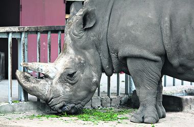 В киевском зоопарке спасают носорога-долгожителя