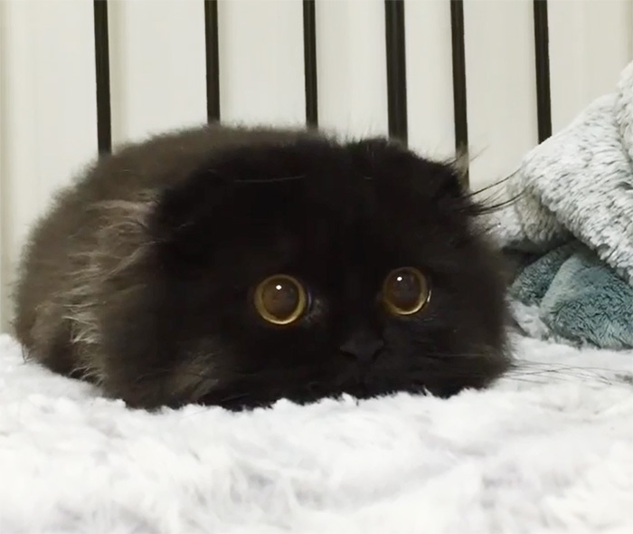 Милый кот с огромными глазами влюбил в себя пользователей сети. Фото