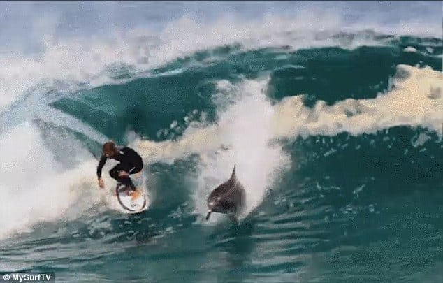 Дельфин покорил волну вместе с серфером. Видео