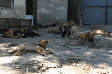 В Днепропетровске нет вакцин от бешенства: люди опасаются нападений собак