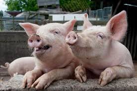 В ДНР незаконно перевозили свиней. Фото