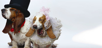 В Индии на собачью свадьбу пришло более 5 тысяч гостей