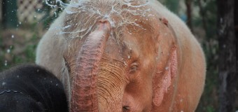 В Африке родился необычный розовый слоненок