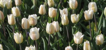 В Киеве открывается выставка тюльпанов с 250 тысячами цветов