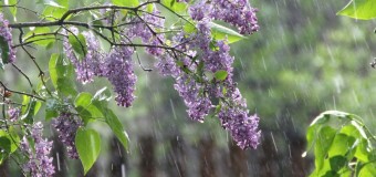 Погодные «качели»: в Украине тепло и дожди