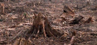 Пограничники брали взятки за вырубку леса на Закарпатье