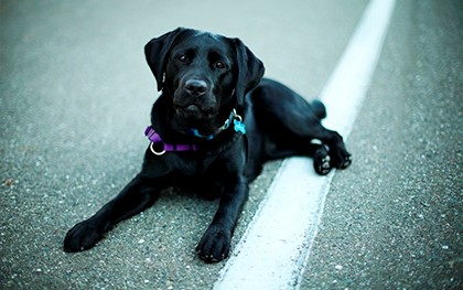 Преданный пес нашел хозяина, преодолев путь в 400 км
