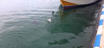 Невероятное видео: тунец съел чайку и вернул обратно