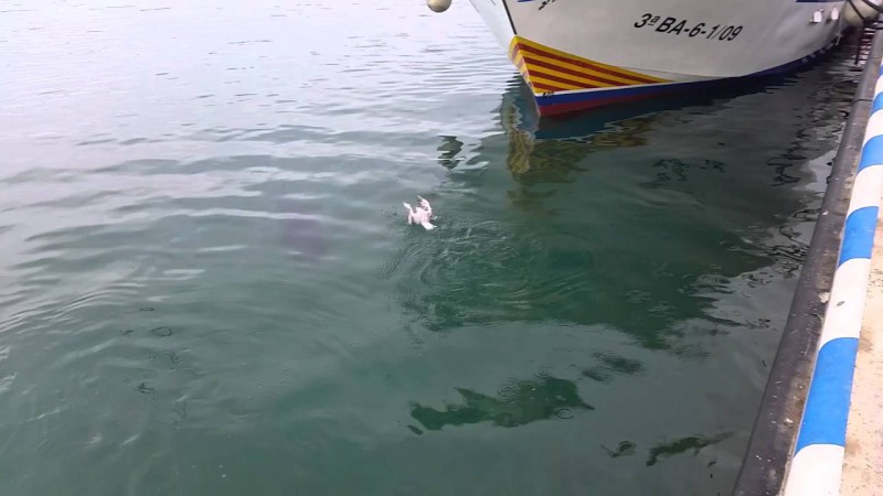 Невероятное видео: тунец съел чайку и вернул обратно