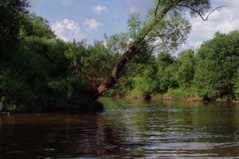 Из-за молокозавода во львовской реке вымерла рыба