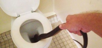 Австралийцев испугал питон в общетсвенном туалете. Фото