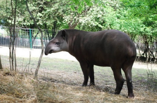Ровенский зоопарк похвастался новым питомцем — тапиром. Фото