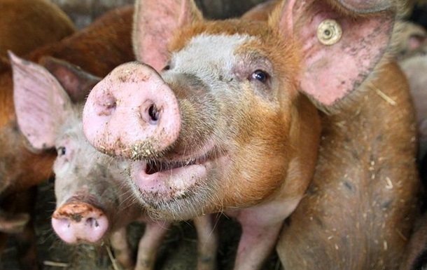 На Сумщине свиней поразила африканская чума