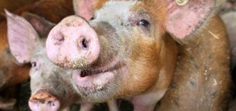 В Сумской области появилась африканская чума свиней