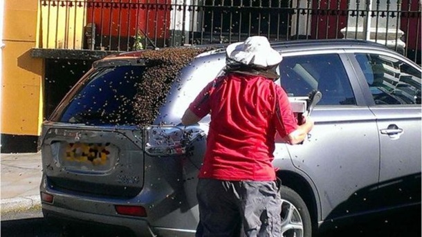 Рой из 20 тысяч пчел два дня преследовал автомобиль британца. Видео