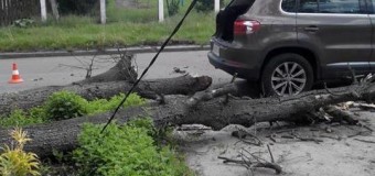 В Житомире дерево придавило автомобиль с людьми. Фото