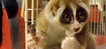 Наглое преступление: из зоопарка в Черкассах украли лемура