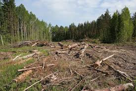 Кабмин издал закон против вырубки лесов