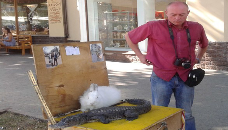 В Одессе крокодила спасли от фотографа. Фото