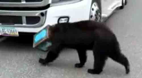 Медведь с банкой на голове удивил и развеселил водителей. Видео