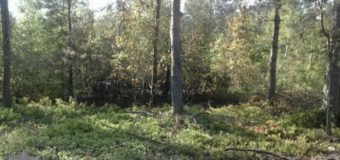 В Ровенской области подростка привязали к дереву и хотели поджечь. Фото