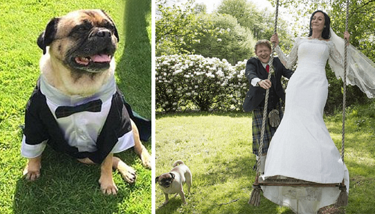 В Англии молодожены сделали собаку свидетелем на свадьбе