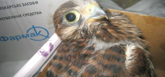В Запорожье дети спасли хищную птицу. Фото