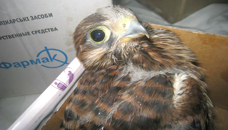 В Запорожье дети спасли хищную птицу. Фото