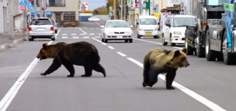 На японцев нападают медведи