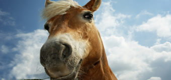 На киевском ипподроме лошадь сломала мальчику челюсть