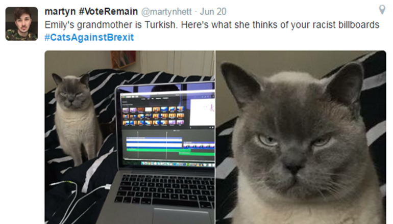 Курьез: коты против выхода Великобритании из ЕС. ФОТО