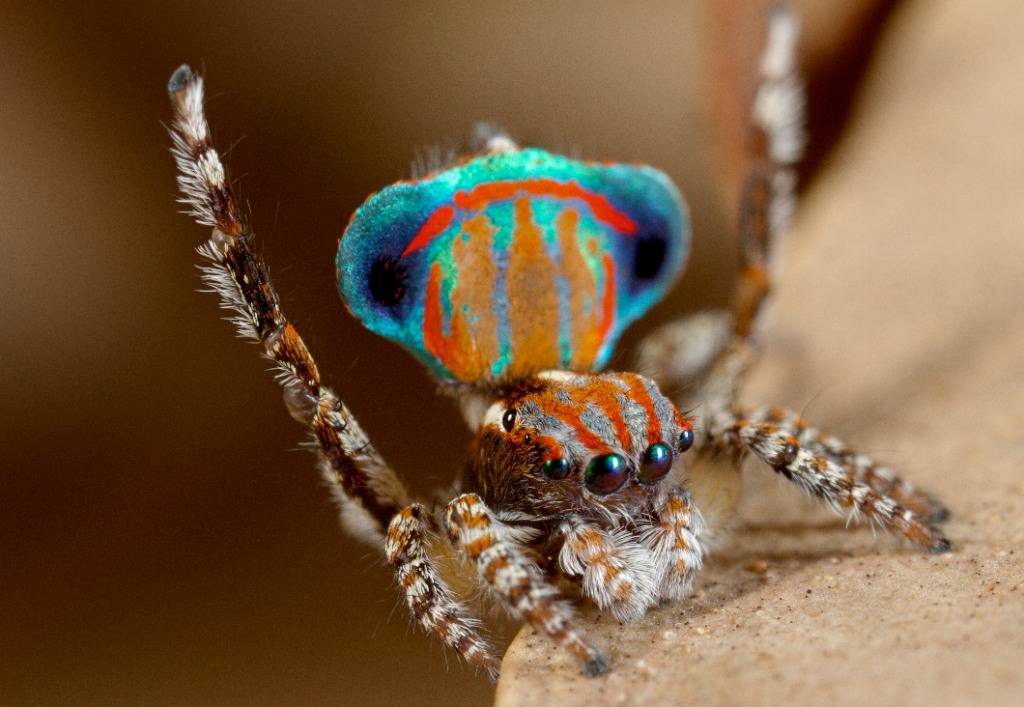 Ученые из Сиднея открыли семь новых видов танцующих пауков-павлинов