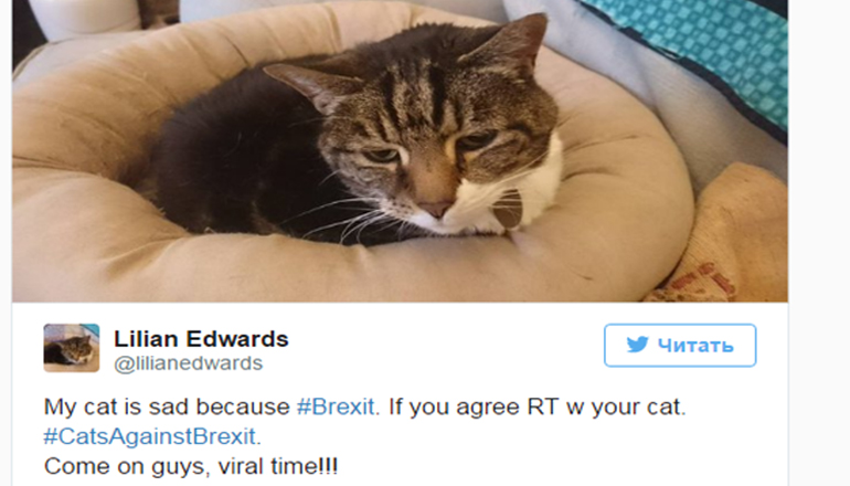 Курьез: коты против выхода Великобритании из ЕС. ФОТО