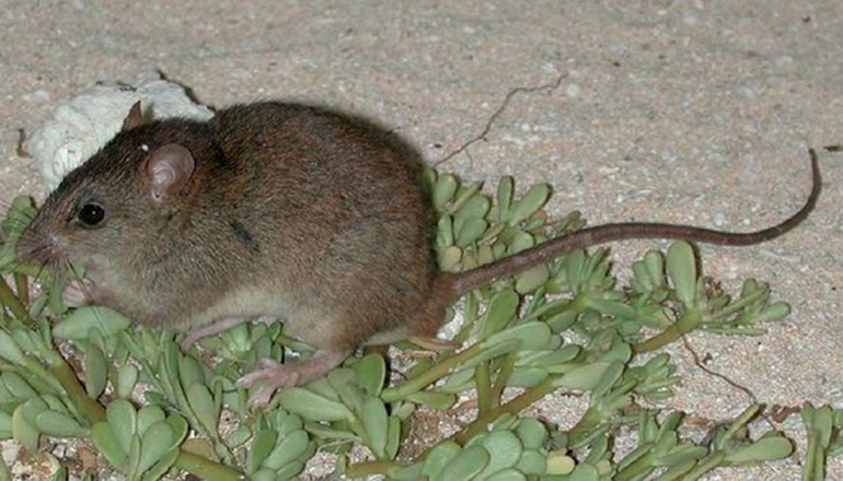 Из-за изменения климата в Австралии вымерли крысы