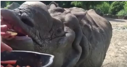 Огромный носорог выхватывает из рук овощи длинной верхней губой. Видео