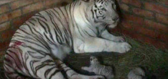 В бердянском зоопарке родились три белых тигренка. Видео