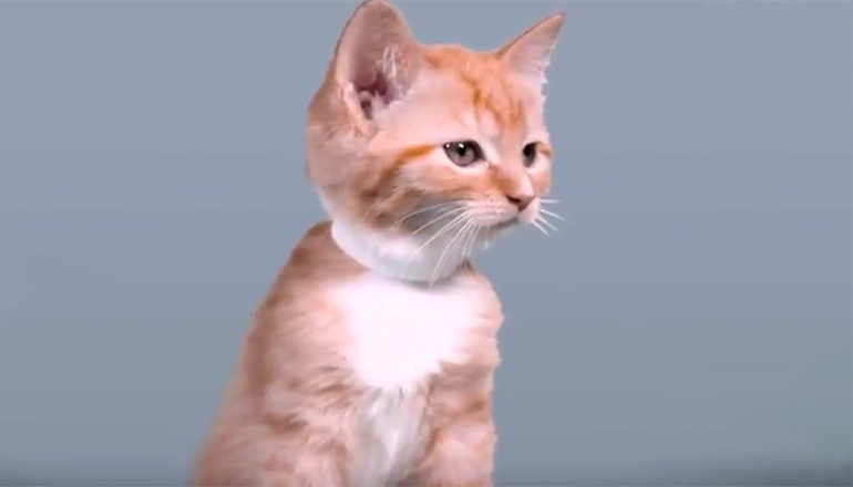 Забавная шутка: сто лет красоты котенка. Видео
