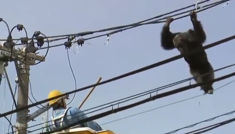 Курьез: обезьяна устроила шоу на высоковольтных проводах. Видео