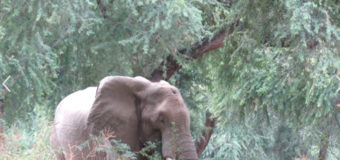 Слон выжил с раной от браконьерской пули в черепе. Фото