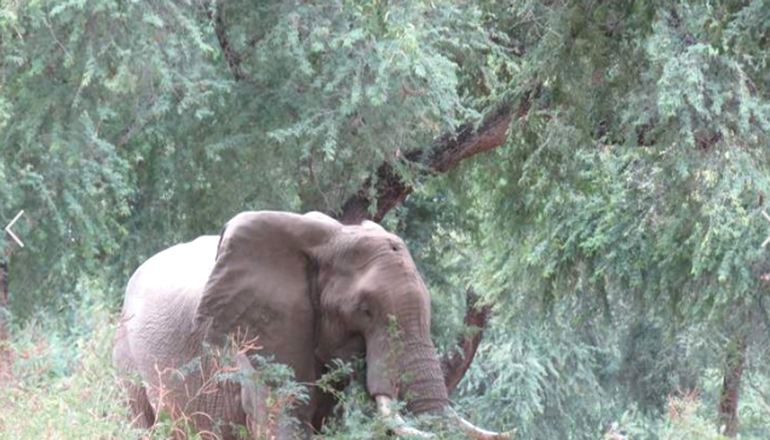 Слон выжил с раной от браконьерской пули в черепе. Фото