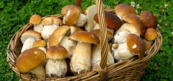 На Черкащине 8 человек отравились грибами