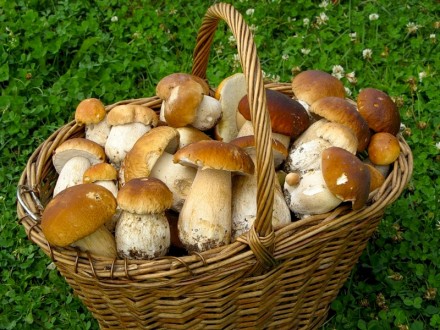 На Черкащине 8 человек отравились грибами