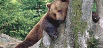 Женщина родила в тайге в окружении медведей