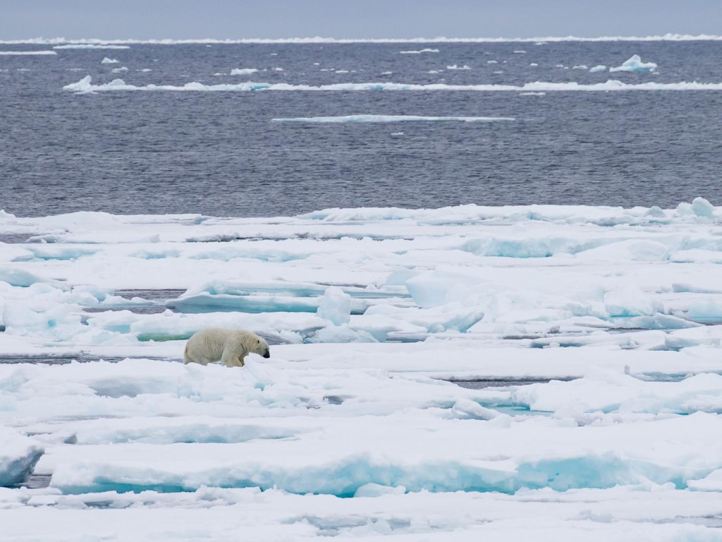 Арктика может освободиться от льда в 2016 году и стать туристической. Видео