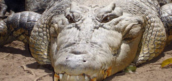 Самый большой в мире крокодил отмечает свое столетие. Фото
