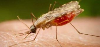 У харьковского студента выявили тропическую малярию