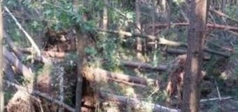 На Черниговщине ураган испортил лес