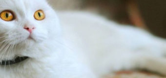 В Одессе погибла кошка-свидетель ограбления